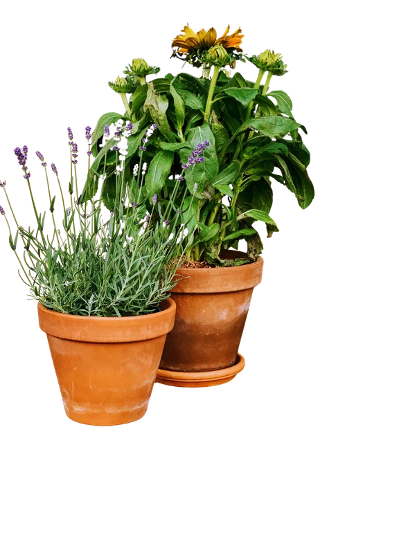 Potplanten voor de aankleding van de winkel